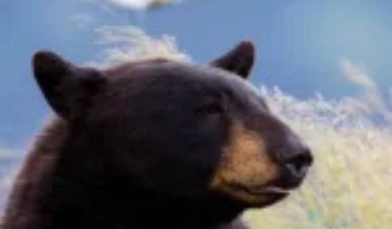 Touching Spirit Bear