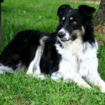 english shepherd puppies