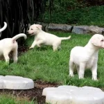 English Lab Puppy