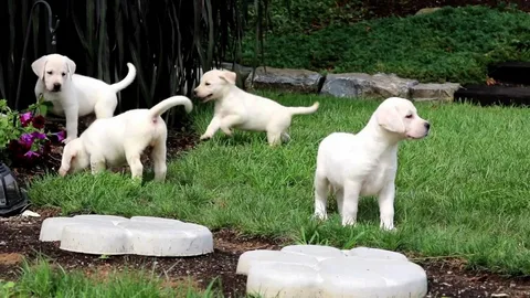 English Lab Puppy