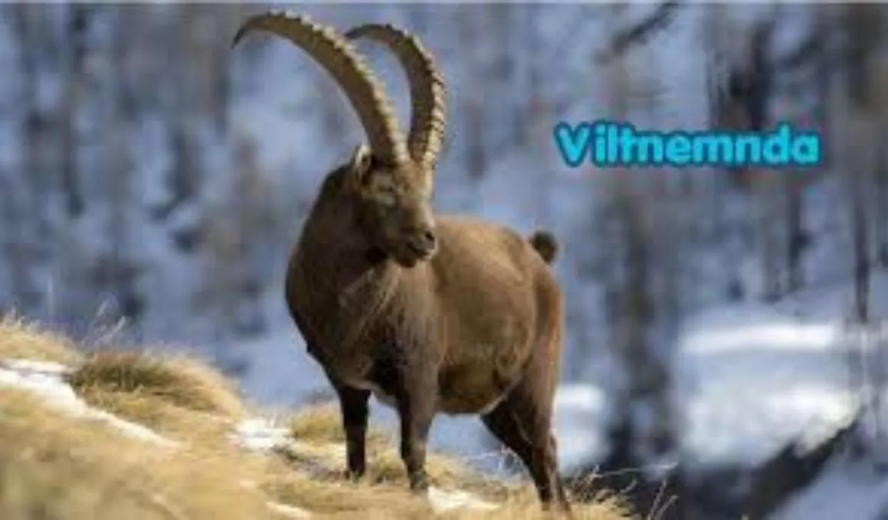 Viltnemnda